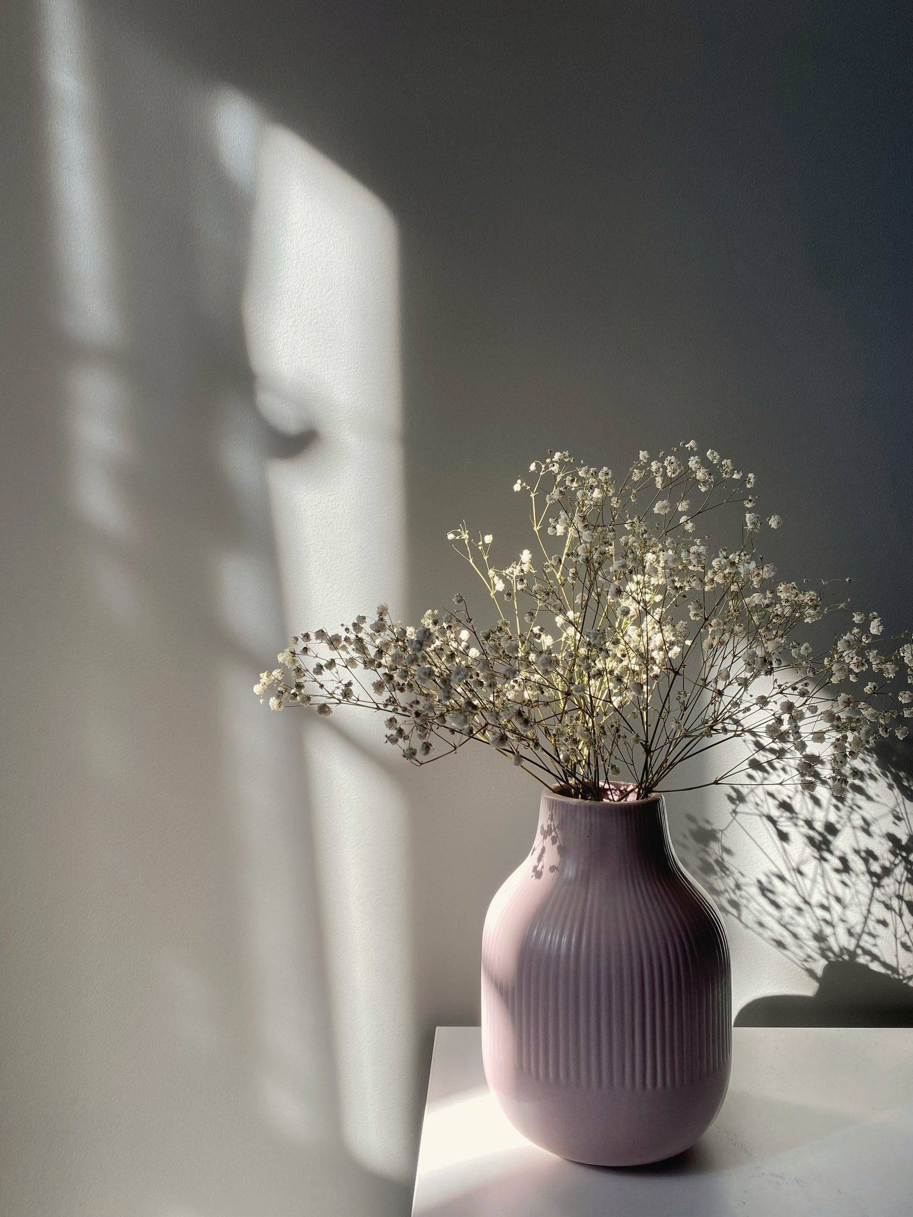Baby's breath in a mauve vase against a sunlit wall