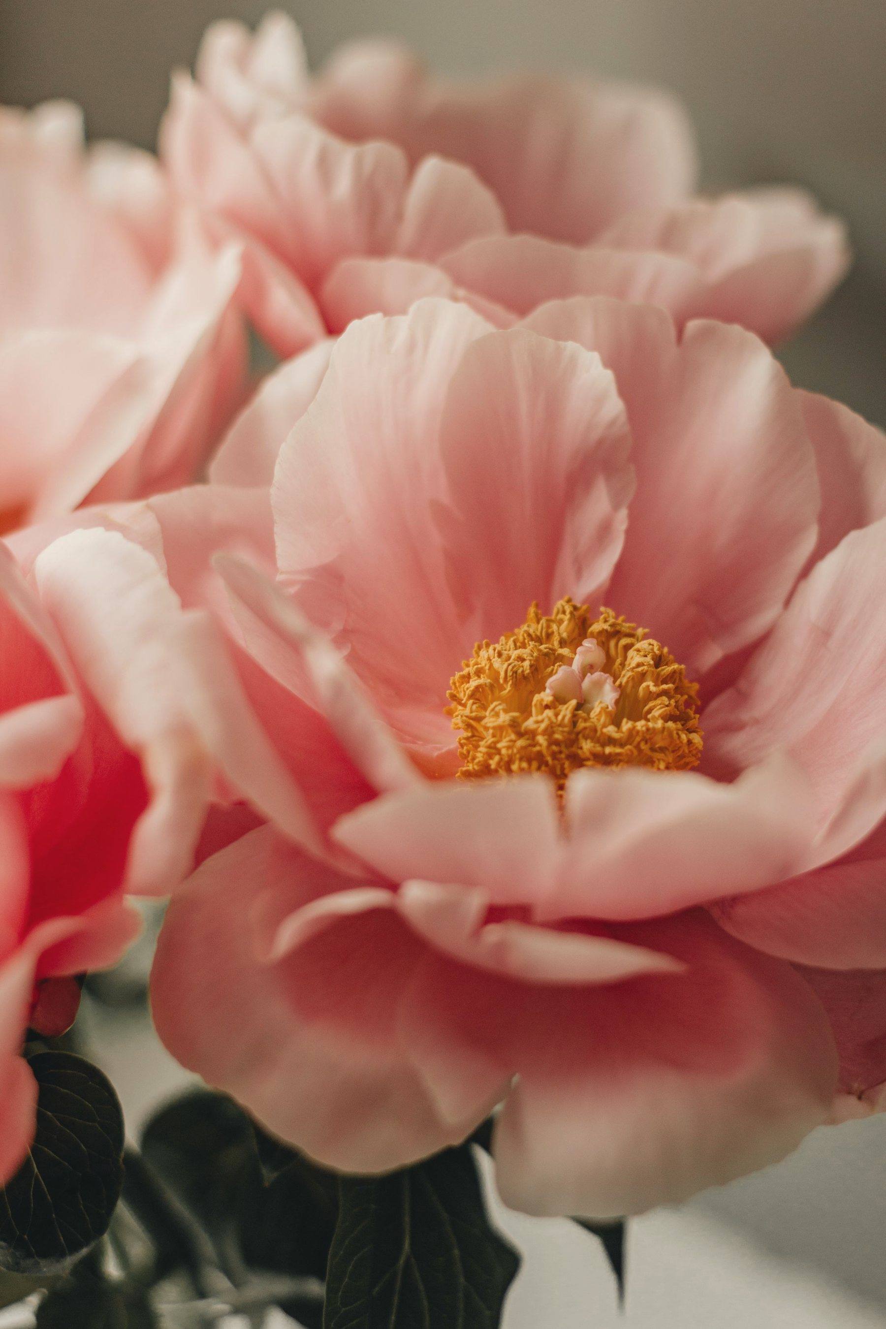 Close-up of a soft coral peony