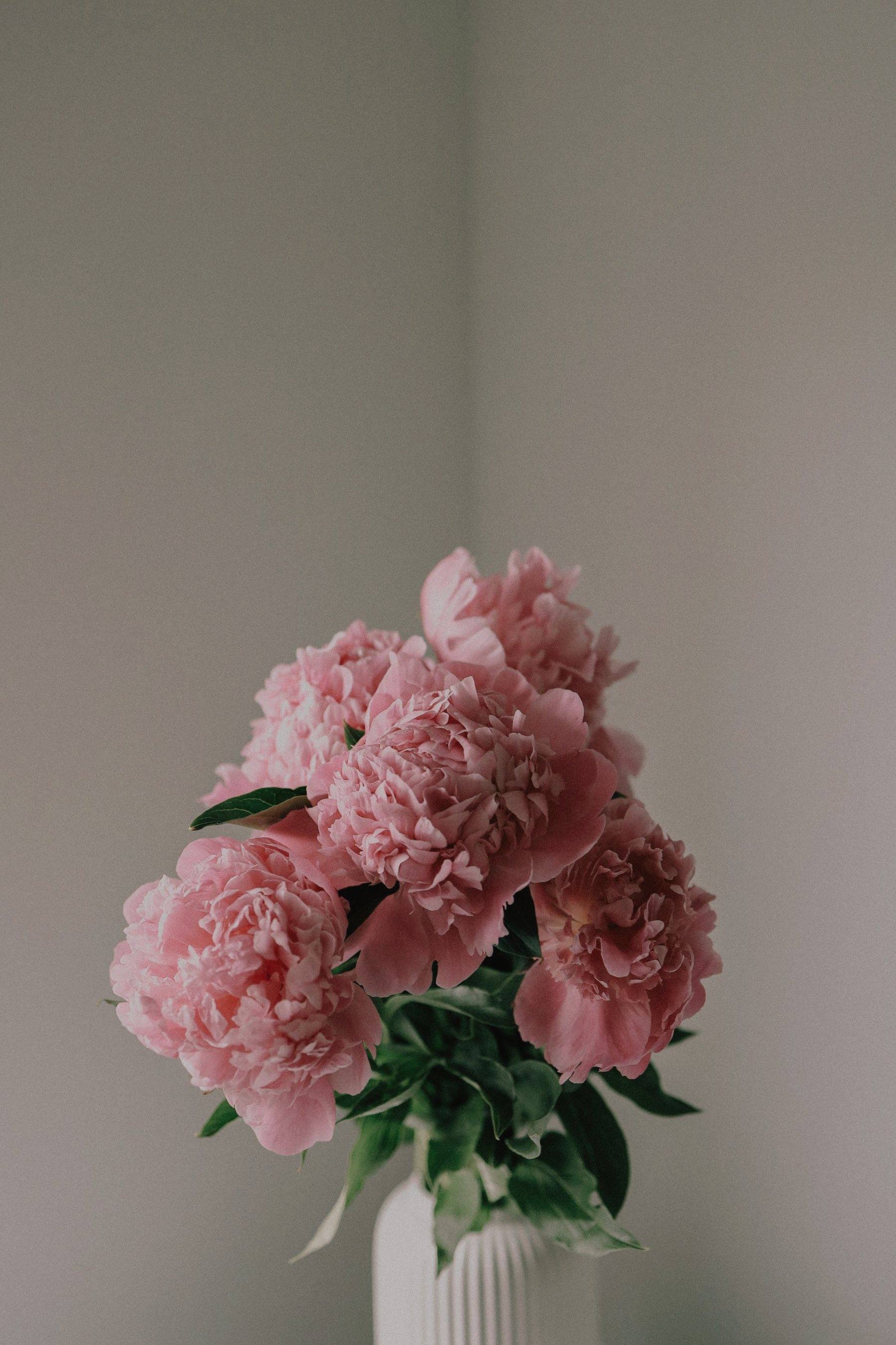 Pink peonies in a white ribbed vase